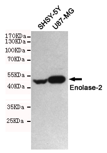 gamma Enolase Ab