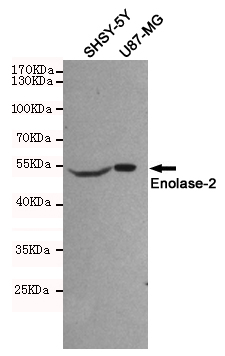 gamma Enolase Ab