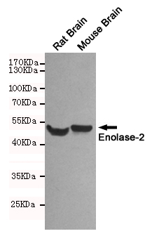 gamma Enolase Ab