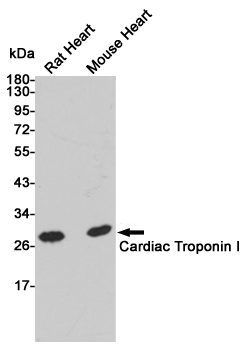 Troponin I Ab