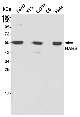 Histidine tRNA ligase Ab