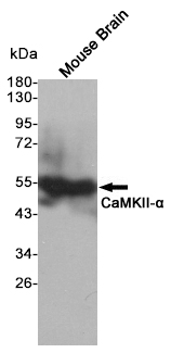 CaMKII alpha Ab