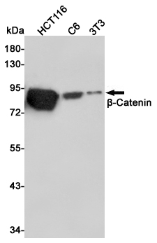 beta Catenin Ab