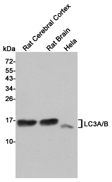 LC3A/B Ab