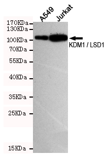 KDM1 Ab