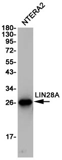 Lin 28A Ab