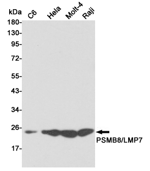 PSMB8 Ab