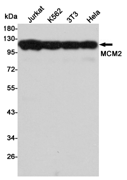 MCM2 Ab
