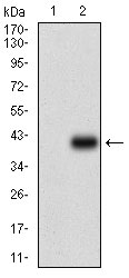 CD45 Ab