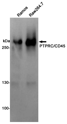 CD45 Ab