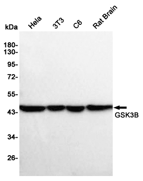 GSK 3 beta Ab