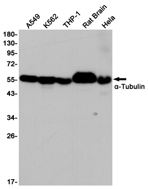 alpha 1B Tubulin Ab