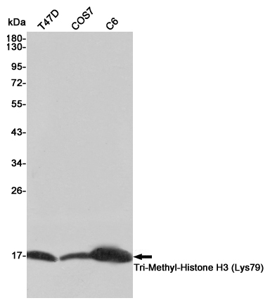 TriMethyl-Histone H3 (K80) Ab