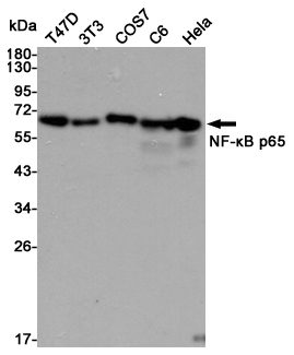 NF-kB p65 Ab