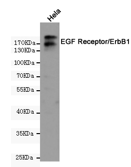 EGFR Ab