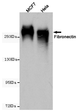 Fibronectin Ab