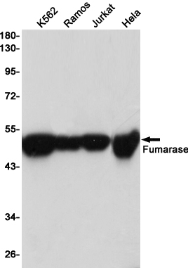 Fumarase Ab