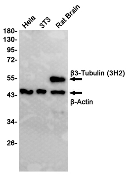 beta III Tubulin Ab