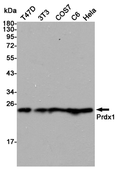 Peroxiredoxin 1 Ab