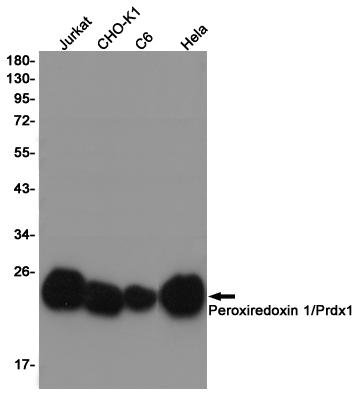 Peroxiredoxin 1 Ab