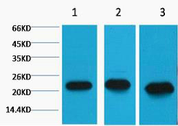 Peroxiredoxin 1 Ab