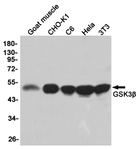 GSK 3 beta Ab