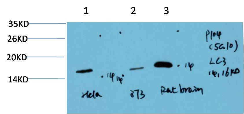 LC3A Ab