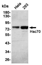 Hsc70 Ab