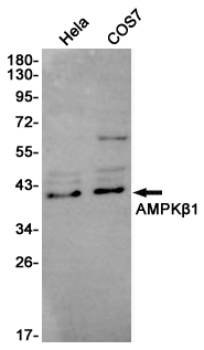 AMPK beta 1 Ab