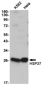 Hsp27 Ab