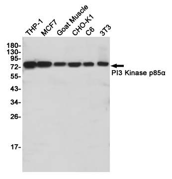 PI3 kinase p85 alpha Ab