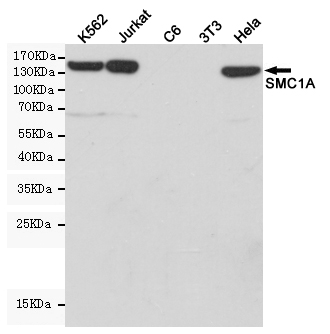 SMC1 alpha Ab