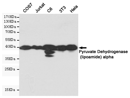 PDHA1 Ab