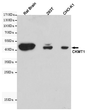 CKMT1 Ab