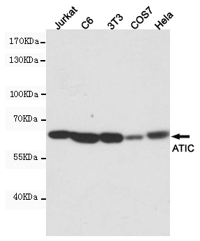 ATIC Ab