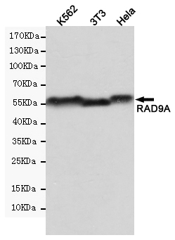 RAD9A Ab