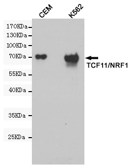 NRF 1 Ab