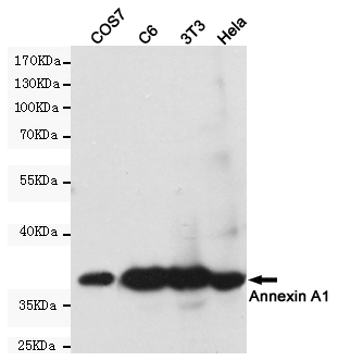 Annexin A1 Ab