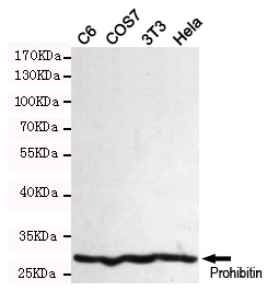 PHB1 Ab