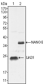 Nanog Ab