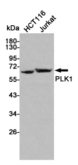 PLK1 Ab