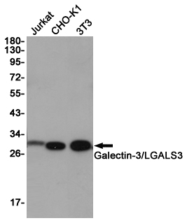 Galectin 3 Ab