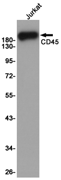 CD45 Ab