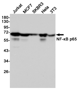 NF-kB p65 Ab