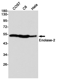 gamma Enolase Ab