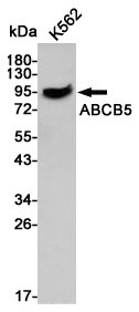 ABCB5 Ab