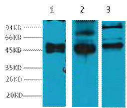 Cytokeratin 17 Ab