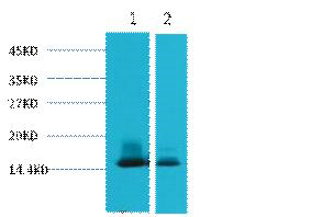 alpha Lactalbumin Ab