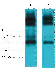 EFHD1 Ab