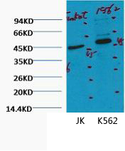 CD16 Ab